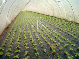 Propriété agricole maraîchage en bio avec cultures bio