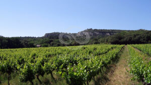 Domaine viticole en Provence avec vignobles et installations modernes