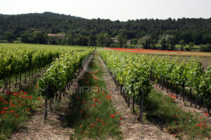 Domaine viticole en Provence avec vignobles et installations modernes