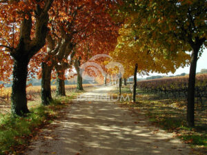 Domaine viticole en Provence avec vignobles et installations modernes