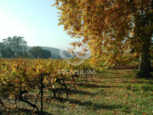 Domaine viticole en Provence avec vignobles et installations modernes