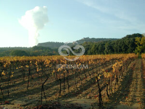 Domaine viticole en Provence avec vignobles et installations modernes