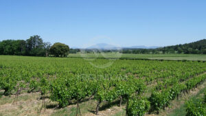 Domaine viticole en Provence avec vignobles et installations modernes