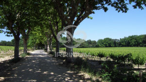 Domaine viticole en Provence avec vignobles et installations modernes
