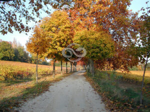 Domaine viticole en Provence avec vignobles et installations modernes