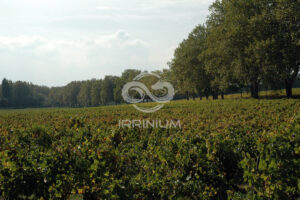 Domaine viticole en Provence avec vignobles et installations modernes