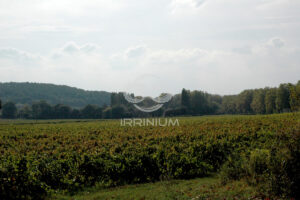 Domaine viticole en Provence avec vignobles et installations modernes