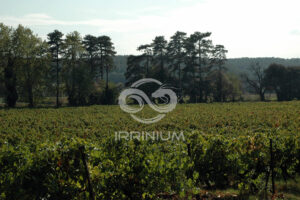 Domaine viticole en Provence avec vignobles et installations modernes